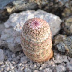 Echinocereus pectinatus pectinatus