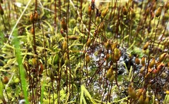 Rosulabryum