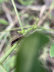 Lepidoptera