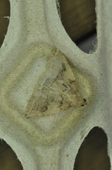 Zanclognatha laevigata