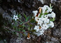 Leucopogon microphyllus microphyllus