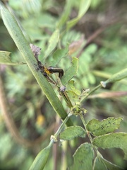 Lepidoptera