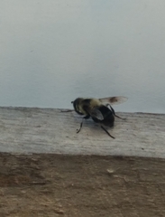 Eristalis anthophorina