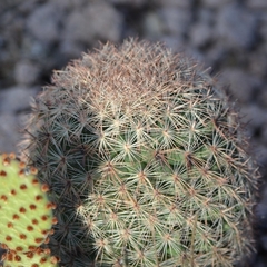 Escobaria chihuahuensis