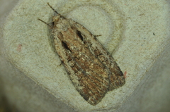 Eueretagrotis attentus