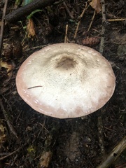Agaricus augustus