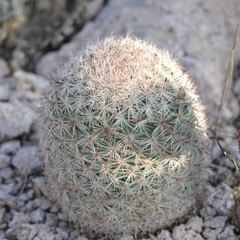 Escobaria chihuahuensis