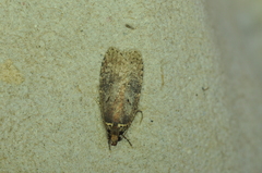 Agonopterix argillacea