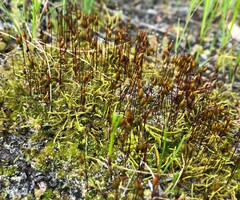Rosulabryum