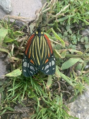 Campylotes histrionicus