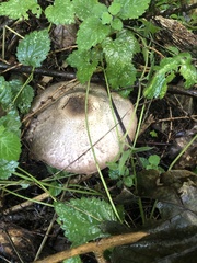 Agaricus augustus