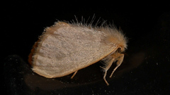 Euproctis fimbriata
