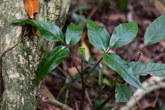 Arisaema grapsospadix