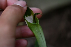 Arisaema grapsospadix