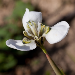 Moraea tricuspidata