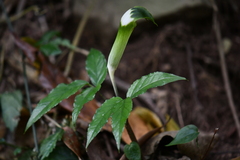 Arisaema grapsospadix