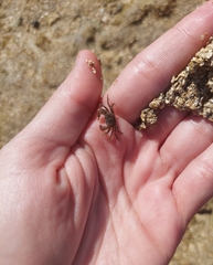 Pachygrapsus transversus