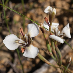 Moraea tricuspidata