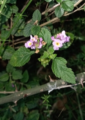 Lantana