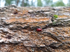 Endomychus coccineus