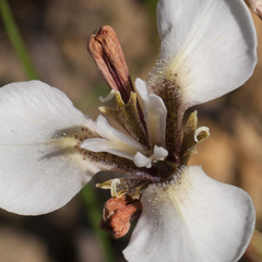 Moraea tricuspidata
