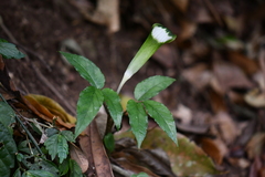 Arisaema grapsospadix