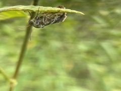 Lepidoptera