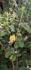 Lantana