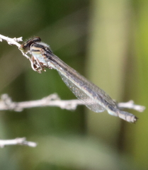 Enallagma durum