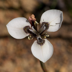 Moraea tricuspidata