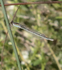 Enallagma durum