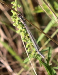 Enallagma durum
