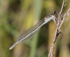 Enallagma durum