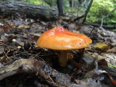 Amanita jacksonii