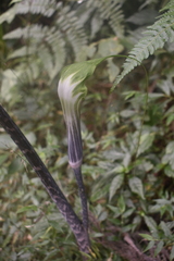 Arisaema formosanum