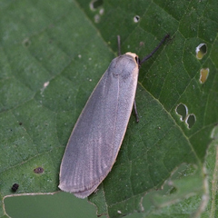 Danielithosia immaculata