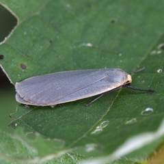 Danielithosia immaculata