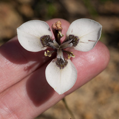 Moraea tricuspidata