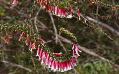 Epacris longiflora