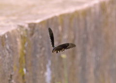 Papilio crino