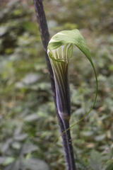 Arisaema formosanum