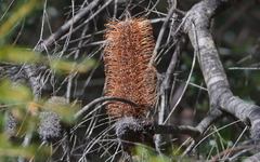 Banksia