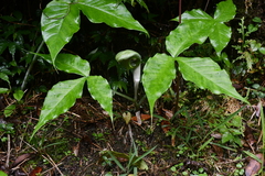 Arisaema ringens