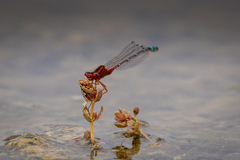 Xanthagrion erythroneurum