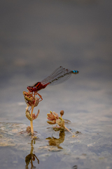 Xanthagrion erythroneurum