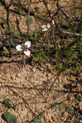 Moraea tricuspidata