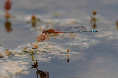 Xanthagrion erythroneurum