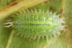 Cassida pannonica