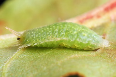 Cassida pannonica
