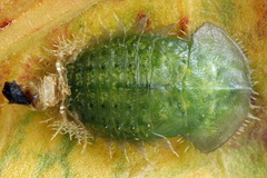 Cassida pannonica